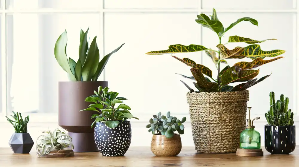 Najlepsze kwiaty do uprawy w domu – Spathiphyllum i Chlorophytum