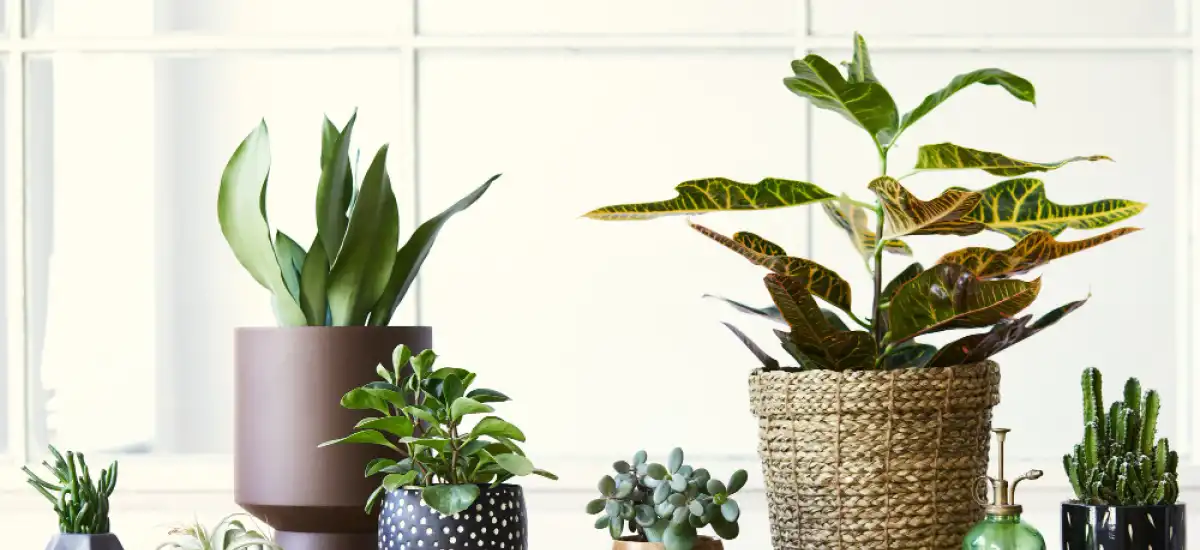 Najlepsze kwiaty do uprawy w domu – Spathiphyllum i Chlorophytum