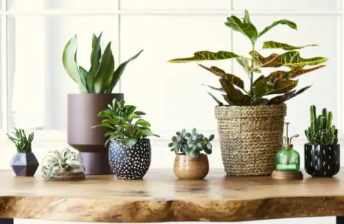 Najlepsze kwiaty do uprawy w domu – Spathiphyllum i Chlorophytum