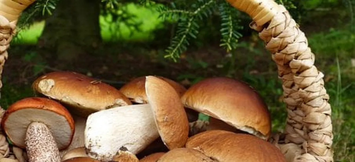 Podgrzybki, prawdziwki, zajączki, maślaki, kozaki - leśne dary idealne na sos.