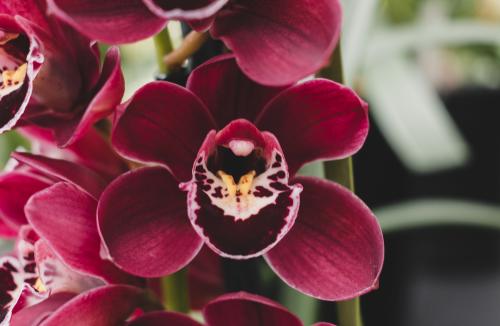 Podlewanie storczyków: Praktyczny poradnik pielęgnacji