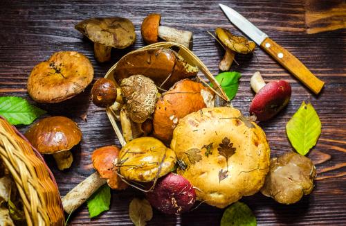 Gdzie szukać i jak zbierać brzyby?