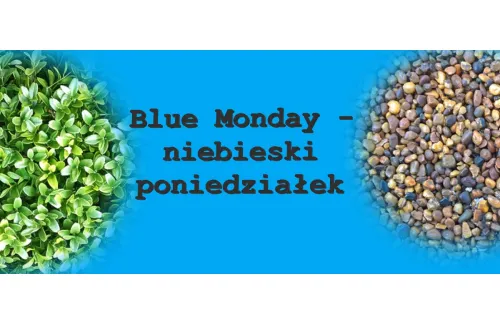 Wszystko o blue monady