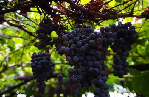 Kulinarna Magia Winogron: Przepisy, Które Oczarują Twoje Podniebienie
