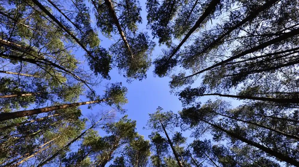 Słoneczny las latem