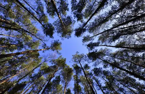 Słoneczny las latem