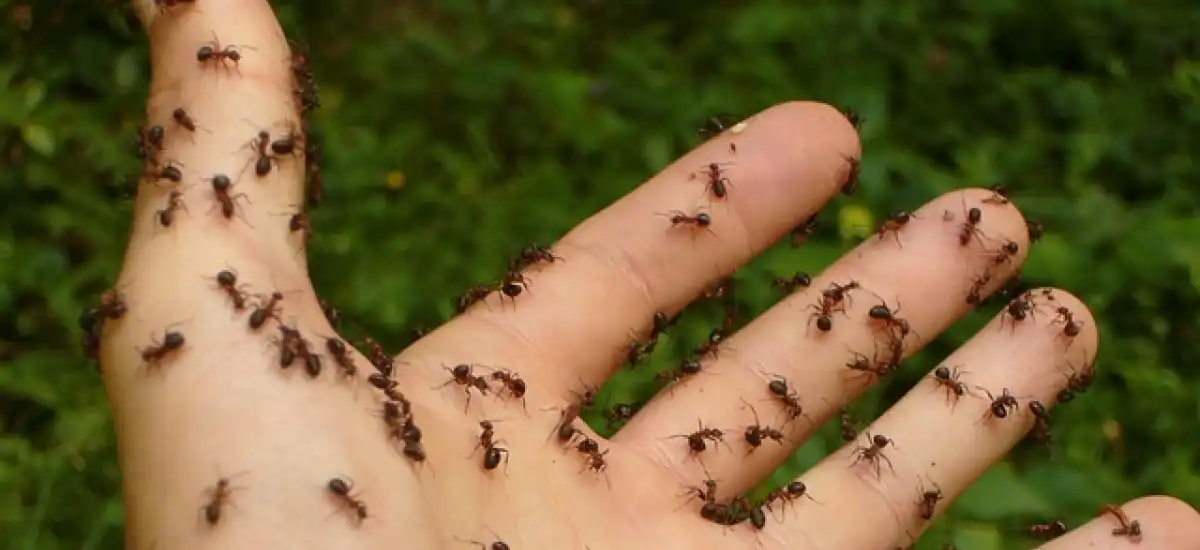 Ugryzienia owadów i ich ślady